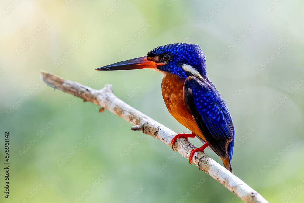The beauty of kingfishers in nature in Thailand. The beauty of kingfishers in nature in Thailand.
