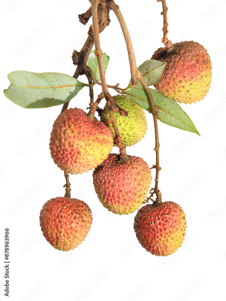 lychee isolated on white background lychee isolated on white background