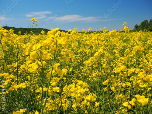 菜の花の花畑