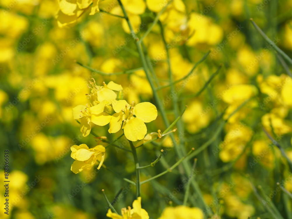 菜の花の花畑 菜の花の花畑