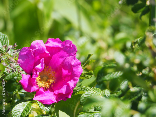 鮮やかなハマナスの花 photo