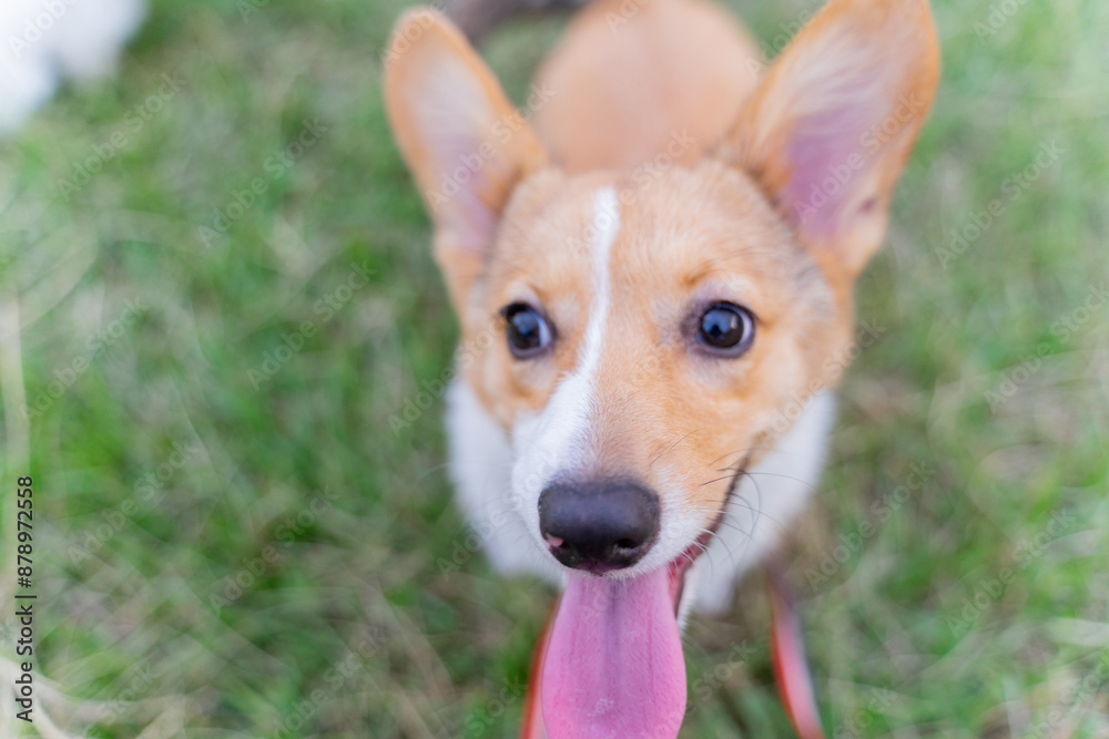 This photo features a happy corgi dog walking on the grass. Its fluffy and soft fur makes it look both adorable and full of energy. The dog’s tail is wagging gently, and its face is beaming with joy, 
