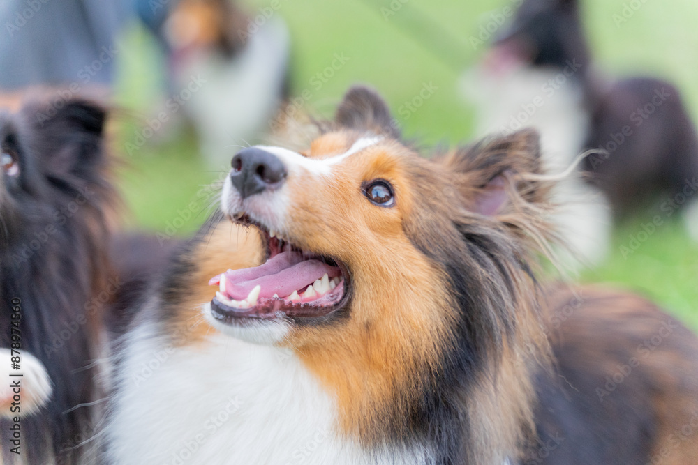 This photo shows a Shetland Sheepdog, or Sheltie, happily walking through a lush green meadow. With its fluffy, thick coat and energetic stride, the dog radiates joy and playfulness. This photo shows a Shetland Sheepdog, or Sheltie, happily walking through a lush green meadow. With its fluffy, thick coat and energetic stride, the dog radiates joy and playfulness.