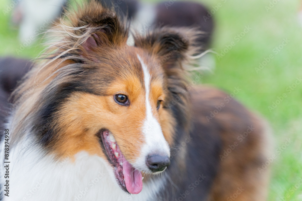 This photo shows a Shetland Sheepdog, or Sheltie, happily walking through a lush green meadow. With its fluffy, thick coat and energetic stride, the dog radiates joy and playfulness. This photo shows a Shetland Sheepdog, or Sheltie, happily walking through a lush green meadow. With its fluffy, thick coat and energetic stride, the dog radiates joy and playfulness.
