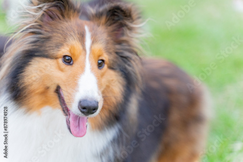 This photo shows a Shetland Sheepdog, or Sheltie, happily walking through a lush green meadow. With its fluffy, thick coat and energetic stride, the dog radiates joy and playfulness.