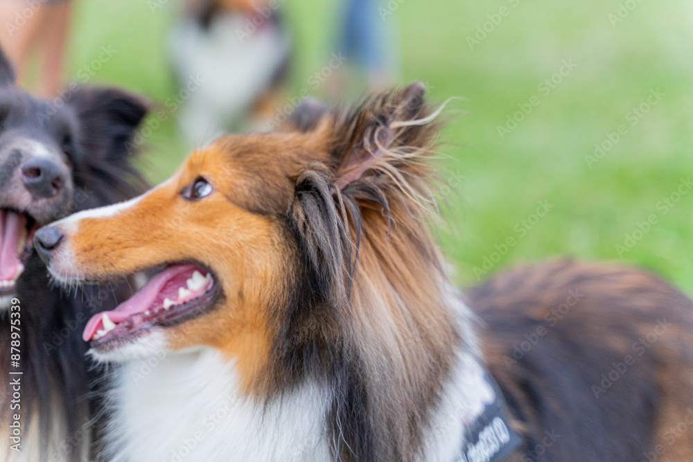 This photo shows a Shetland Sheepdog, or Sheltie, happily walking through a lush green meadow. With its fluffy, thick coat and energetic stride, the dog radiates joy and playfulness. This photo shows a Shetland Sheepdog, or Sheltie, happily walking through a lush green meadow. With its fluffy, thick coat and energetic stride, the dog radiates joy and playfulness.