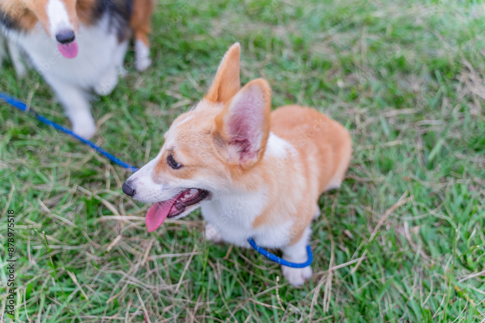 This photo features a happy corgi dog walking on the grass. Its fluffy and soft fur makes it look both adorable and full of energy. The dog’s tail is wagging gently, and its face is beaming with joy, This photo features a happy corgi dog walking on the grass. Its fluffy and soft fur makes it look both adorable and full of energy. The dog’s tail is wagging gently, and its face is beaming with joy,