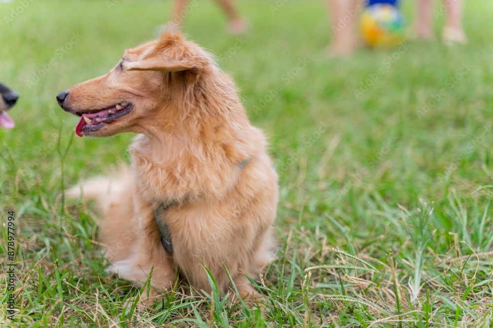 Cute dachshund dog playing on the grass on weekend afternoon and showing satisfied smile Cute dachshund dog playing on the grass on weekend afternoon and showing satisfied smile
