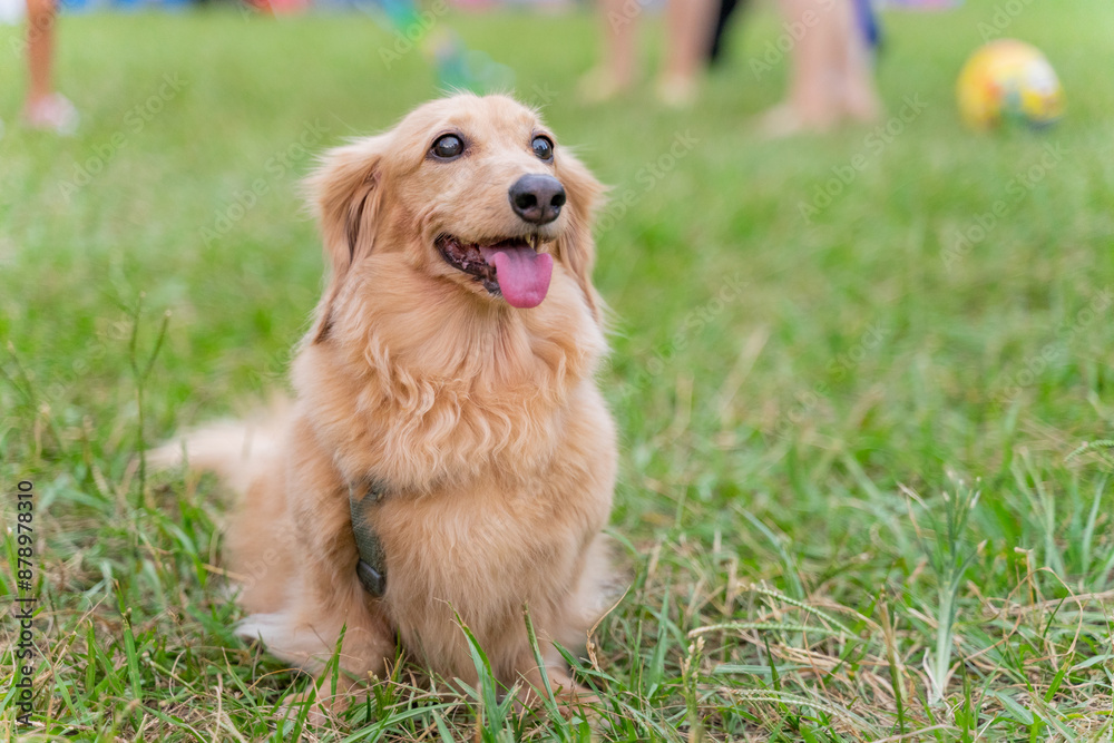 Cute dachshund dog playing on the grass on weekend afternoon and showing satisfied smile Cute dachshund dog playing on the grass on weekend afternoon and showing satisfied smile