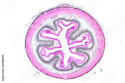 Pathology and Histology Tissue of Mouse, Rabbit, Cat and Cow under microscope. photo