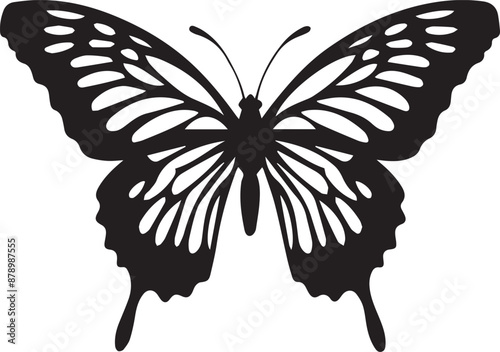 black and white butterfly
