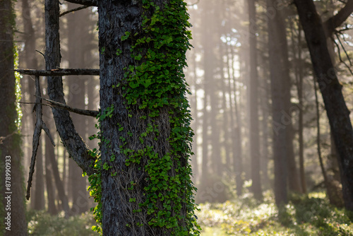 fence in the forest