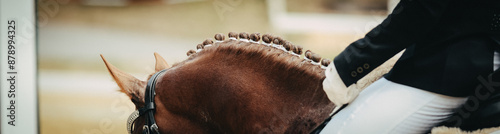 Horse, dressage close-ups in the tournament.