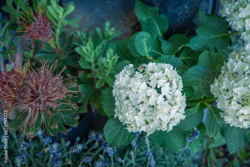 紫陽花の寄せ植え