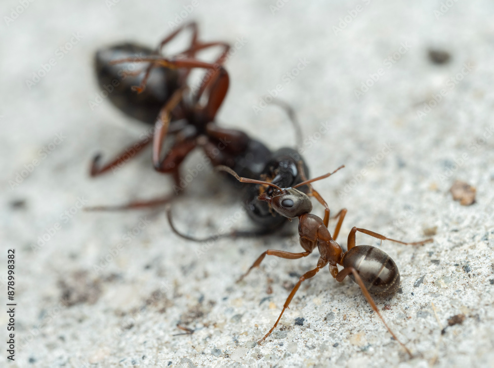 7010407 wood ant, Formica sp., gripping a dead carpenter ant, Camponotus sp., cECP 2024 7010407 wood ant, Formica sp., gripping a dead carpenter ant, Camponotus sp., cECP 2024