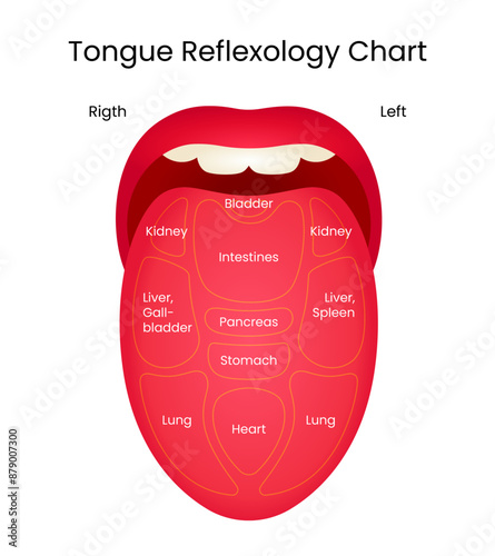 Human Tongue Reflexology Chart Vector