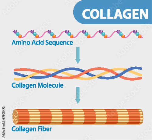 Illustration of collagen's amino acids, molecules, and fibers