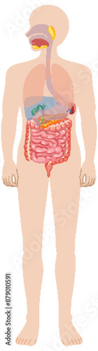 Detailed vector of human digestive organs