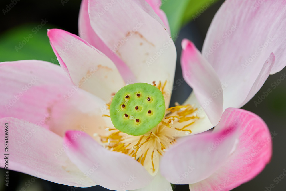 Close-up of pink water lily blooming over water Close-up of pink water lily blooming over water