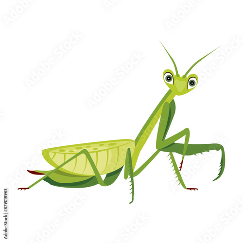 mantodea, stagmomantis, praying mantis, cute mantis, leaf mantis, stick insect, stick bug, predator bug, predator insect, green mantis, 

