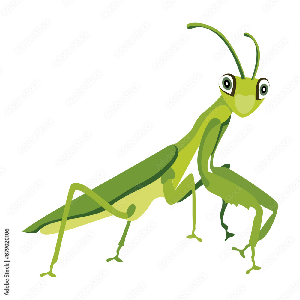 Fototapeta premium mantis, mantodea, stagmomantis, insect, creature, specie, predator, invertebrate, bug, flat, vector, icon,