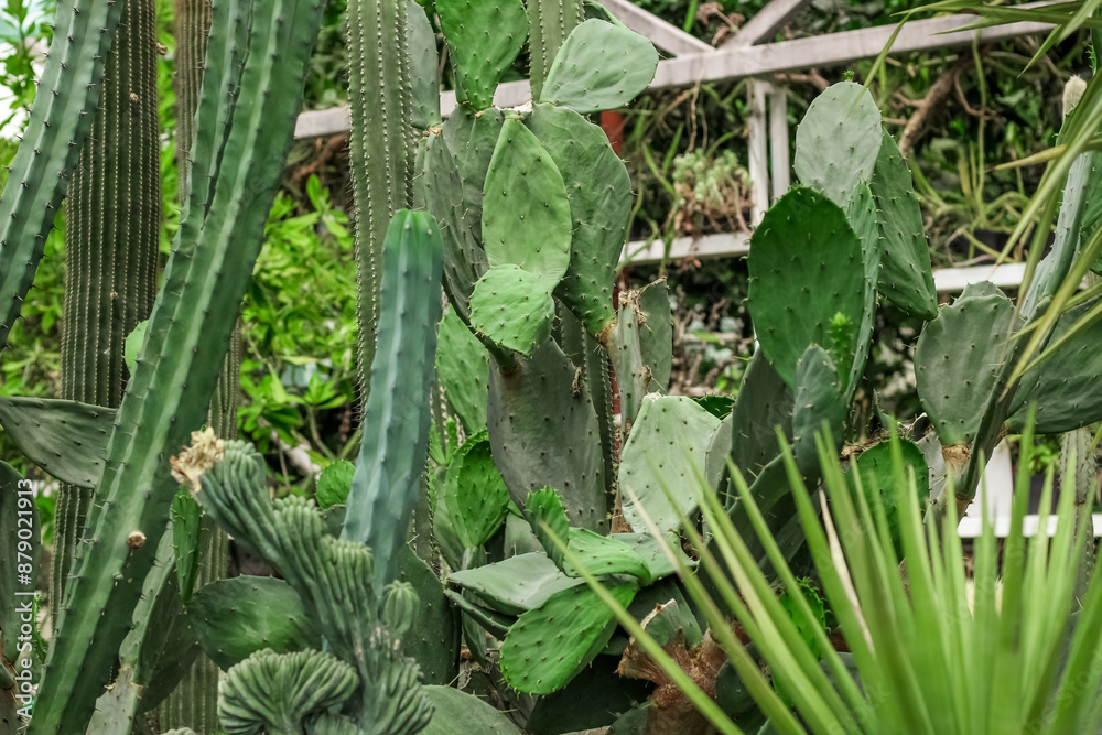 Obraz premium Echinopsis pachanoi plant in the desert close-up