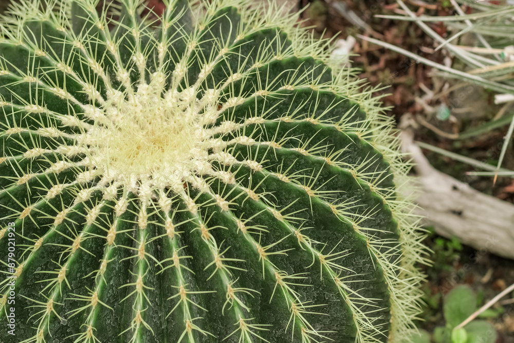 Cactus Ferocactus pilosus round with thorns in the desert close-up Cactus Ferocactus pilosus round with thorns in the desert close-up