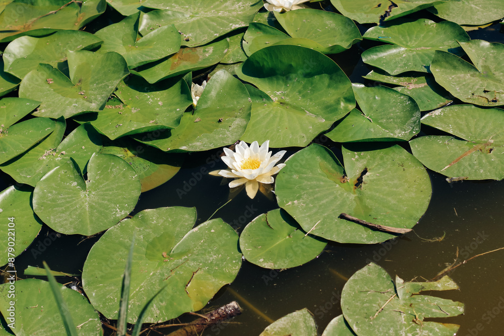 Water lily plant nymphaea candida on the lake Water lily plant nymphaea candida on the lake