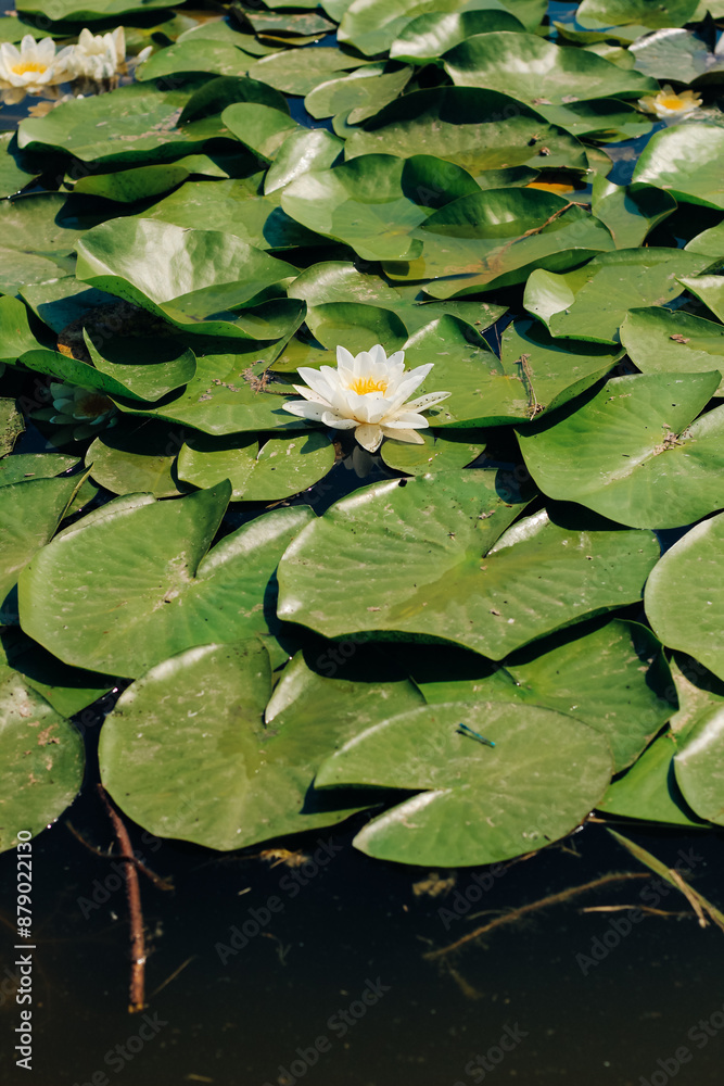 Water lily plant nymphaea candida on the lake Water lily plant nymphaea candida on the lake