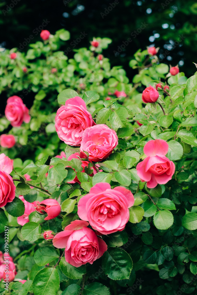Obraz premium pink peony climbing rose bush close-up in botanical garden, rose background