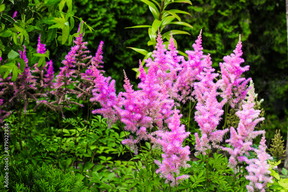 Obraz premium Pink Astilbe plant close-up in a botanical garden