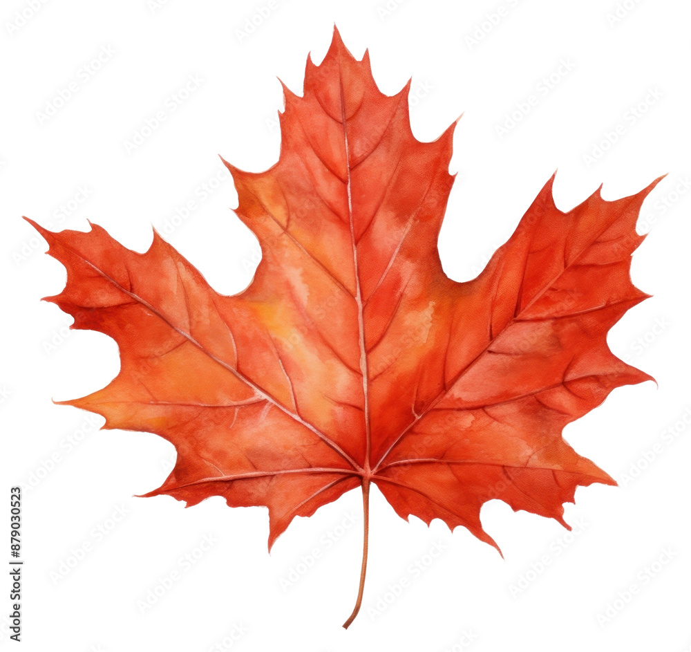 Obraz premium PNG Maple leaf plant tree.