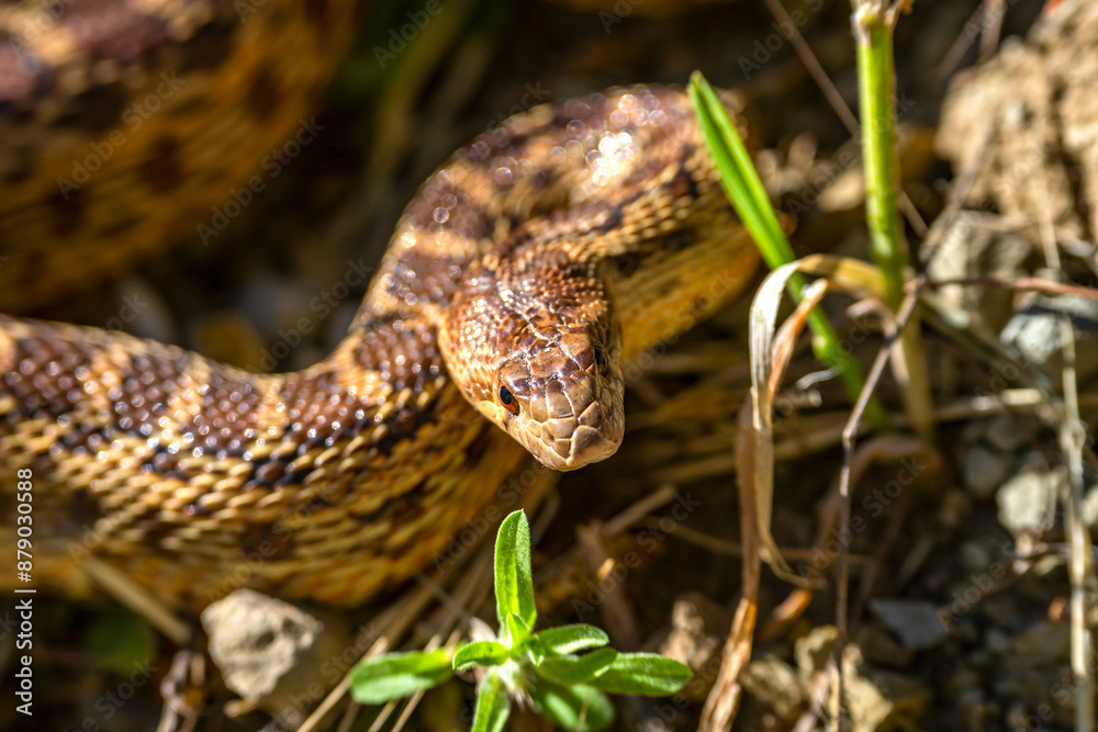 Close-up of Pacific gopher snake (Pituophis catenifer catenifer)