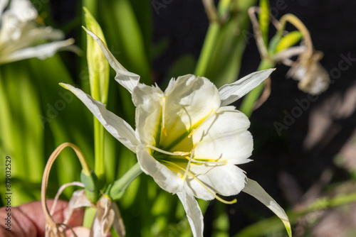 Hymenocallis x festalis is a species of flowering plants in the amaryllis family native to the Americas photo