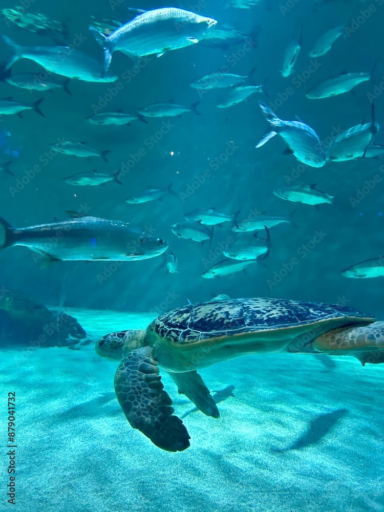 Fototapeta premium Blue Essence