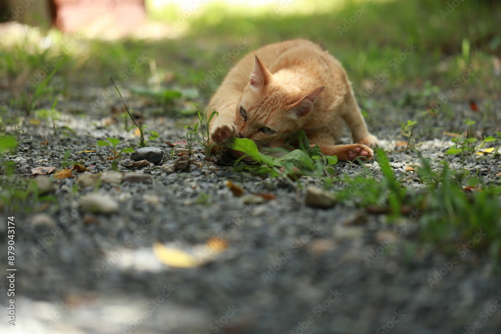 Ginger cat in garden with sunlight Ginger cat in garden with sunlight