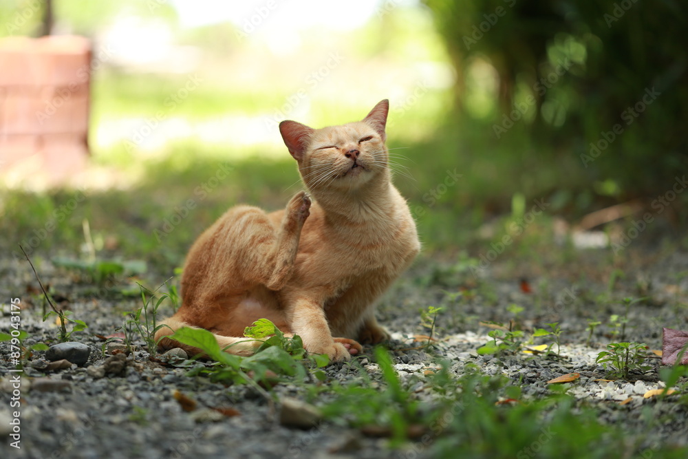 Ginger cat in garden with sunlight Ginger cat in garden with sunlight
