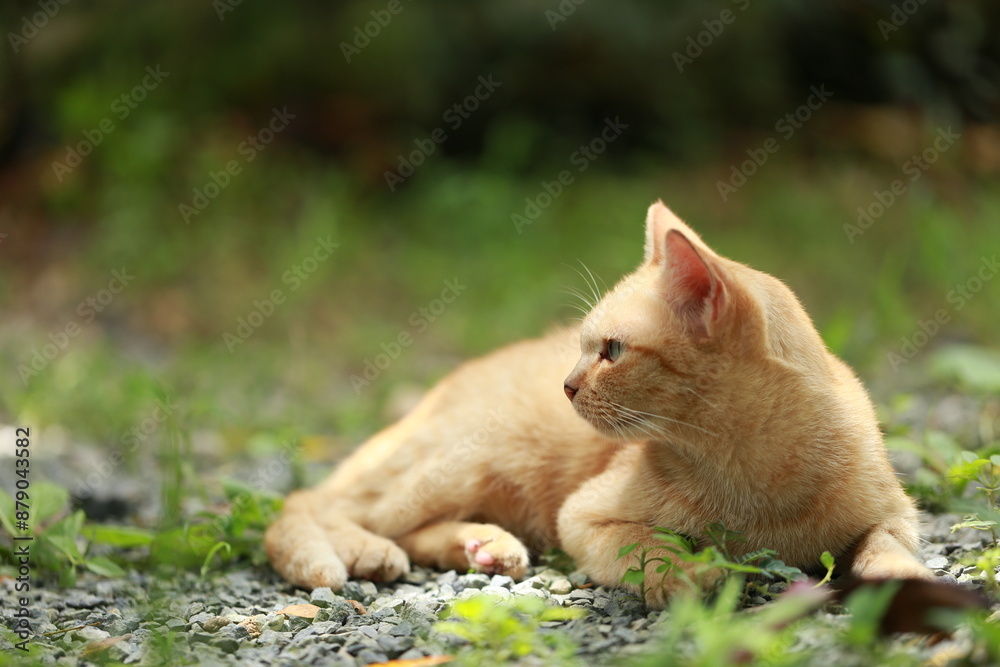 Ginger cat in garden with sunlight Ginger cat in garden with sunlight