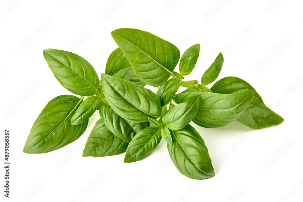 Raw Green Organic Basil leaves, isolated on white background. Raw Green Organic Basil leaves, isolated on white background.