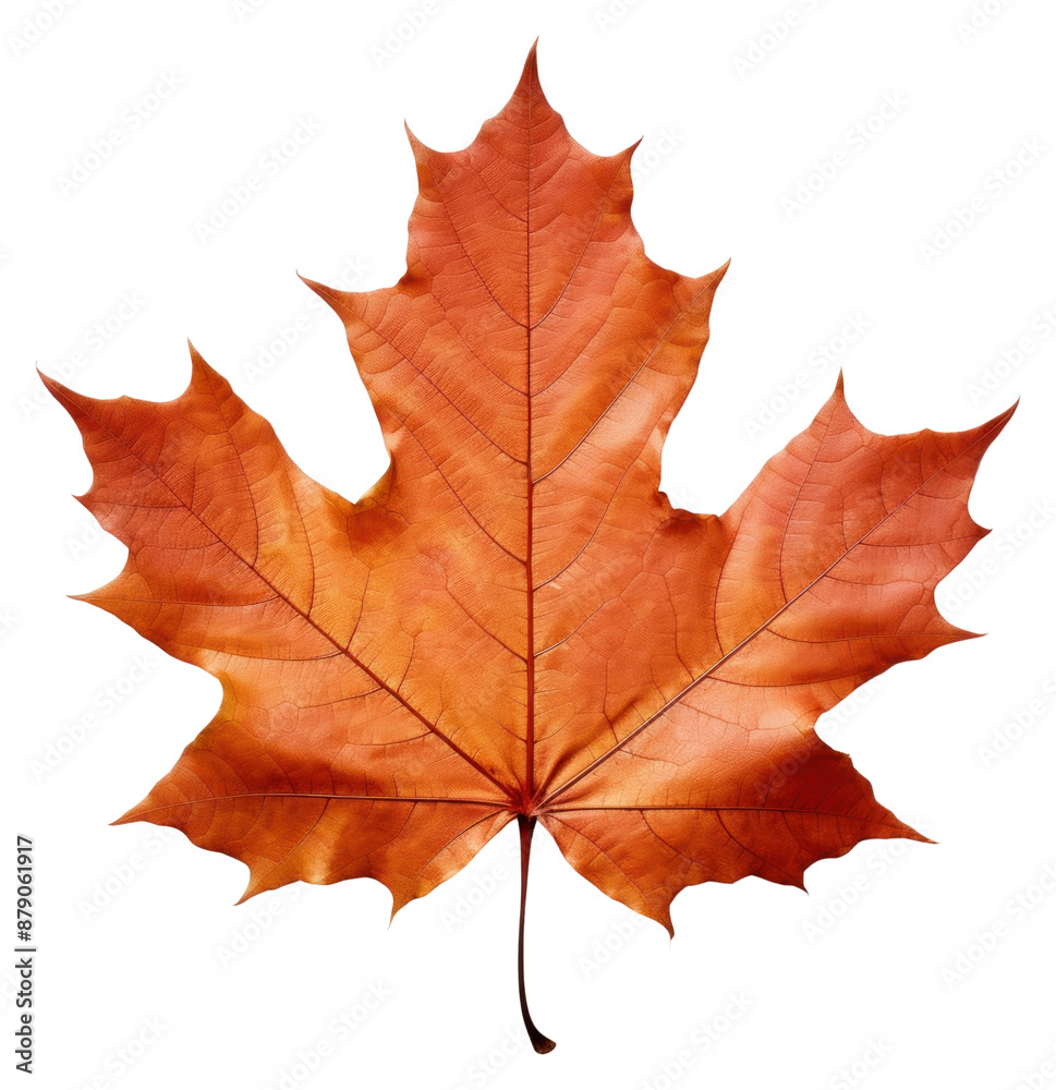 PNG Autumn leaf maple plant tree. PNG Autumn leaf maple plant tree.