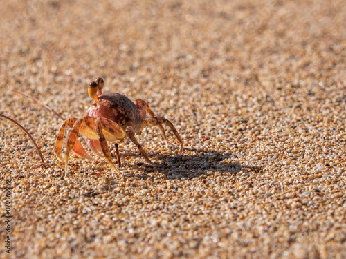 Wild craps hiding at the Beach sand of Oahu Hawaiian island