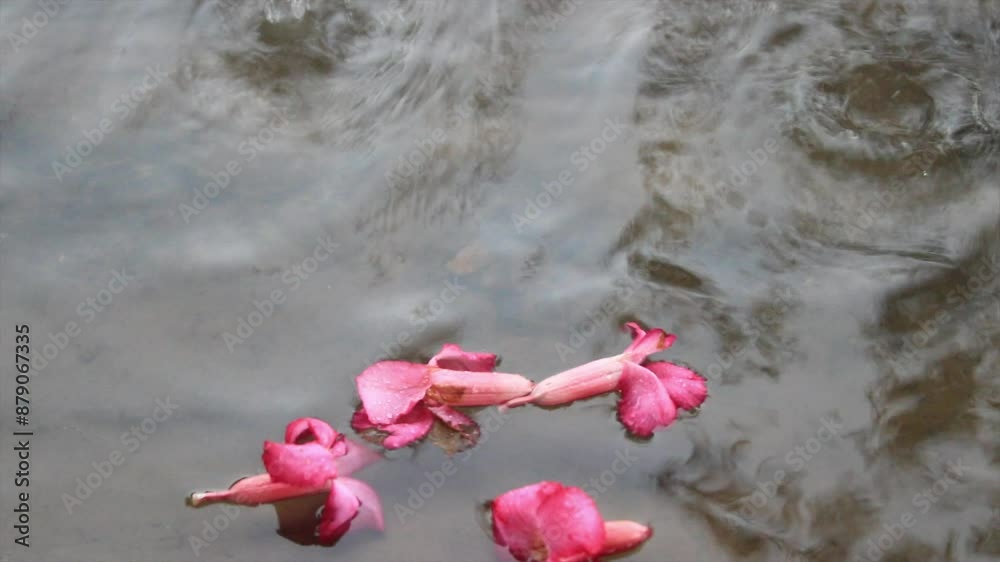 pink adenium flowers in a puddle pink adenium flowers in a puddle