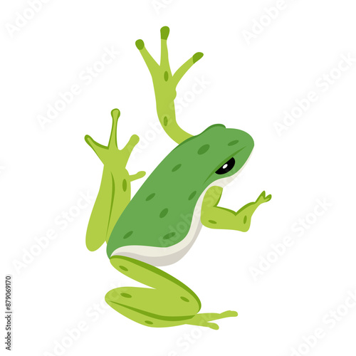 frog, toad, amphibian, anuran, creature, specie, vertebrate, cartoon, mascot, flat, vector, icon, 

