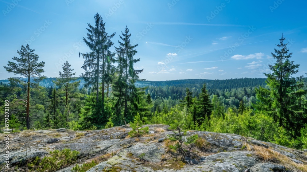Majestic Pine Trees on a Rocky Hilltop. Majestic Pine Trees on a Rocky Hilltop.