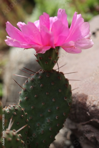 Opuntia basilaris var. ramosa 2700 kaktus opuncja photo