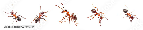 A Red ant on transparent  background