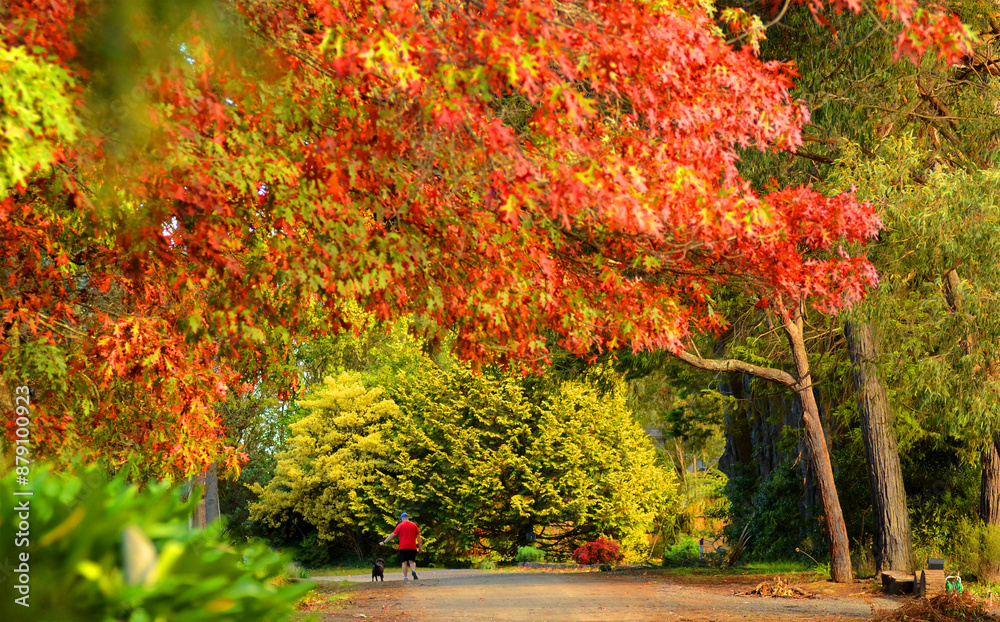 Naklejka premium autumn in the hills, walking the dog down the country lanes in Gembrook area-Victoria