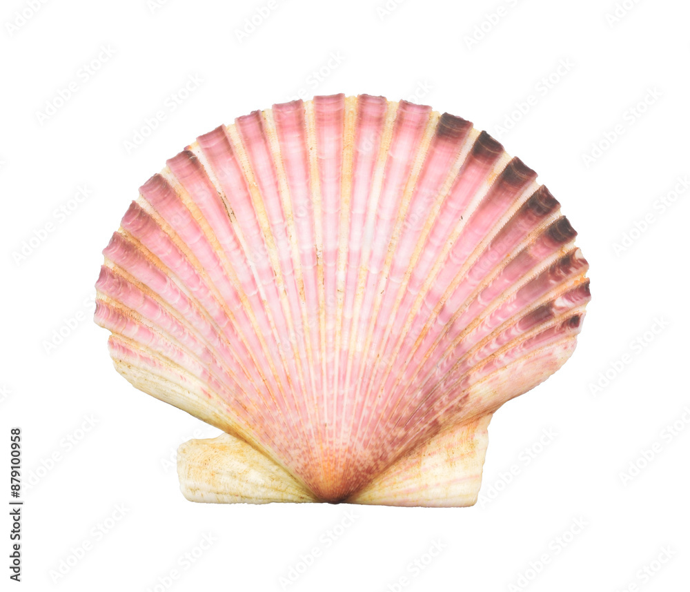 Bivalve scallop shell closed up isolated on white. Beautiful sea living organism is edible mussel. Bivalve scallop shell closed up isolated on white. Beautiful sea living organism is edible mussel.