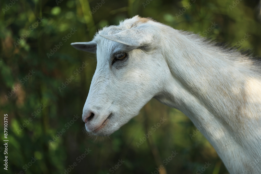 Cute domestic goat outdoor in nature country landscape Cute domestic goat outdoor in nature country landscape