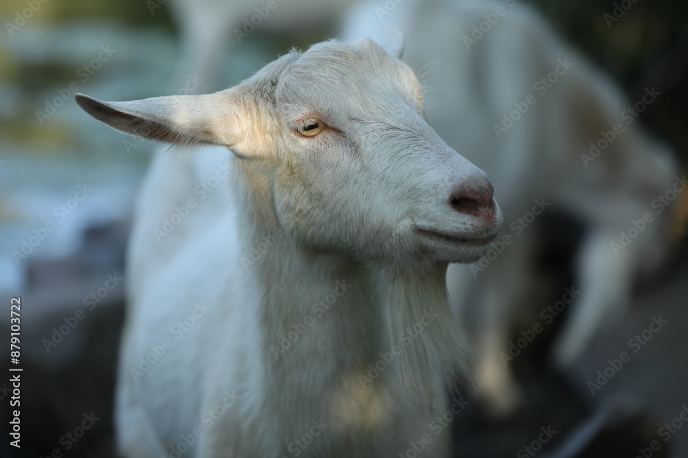 Fototapeta premium Cute domestic goat outdoor in nature country landscape
